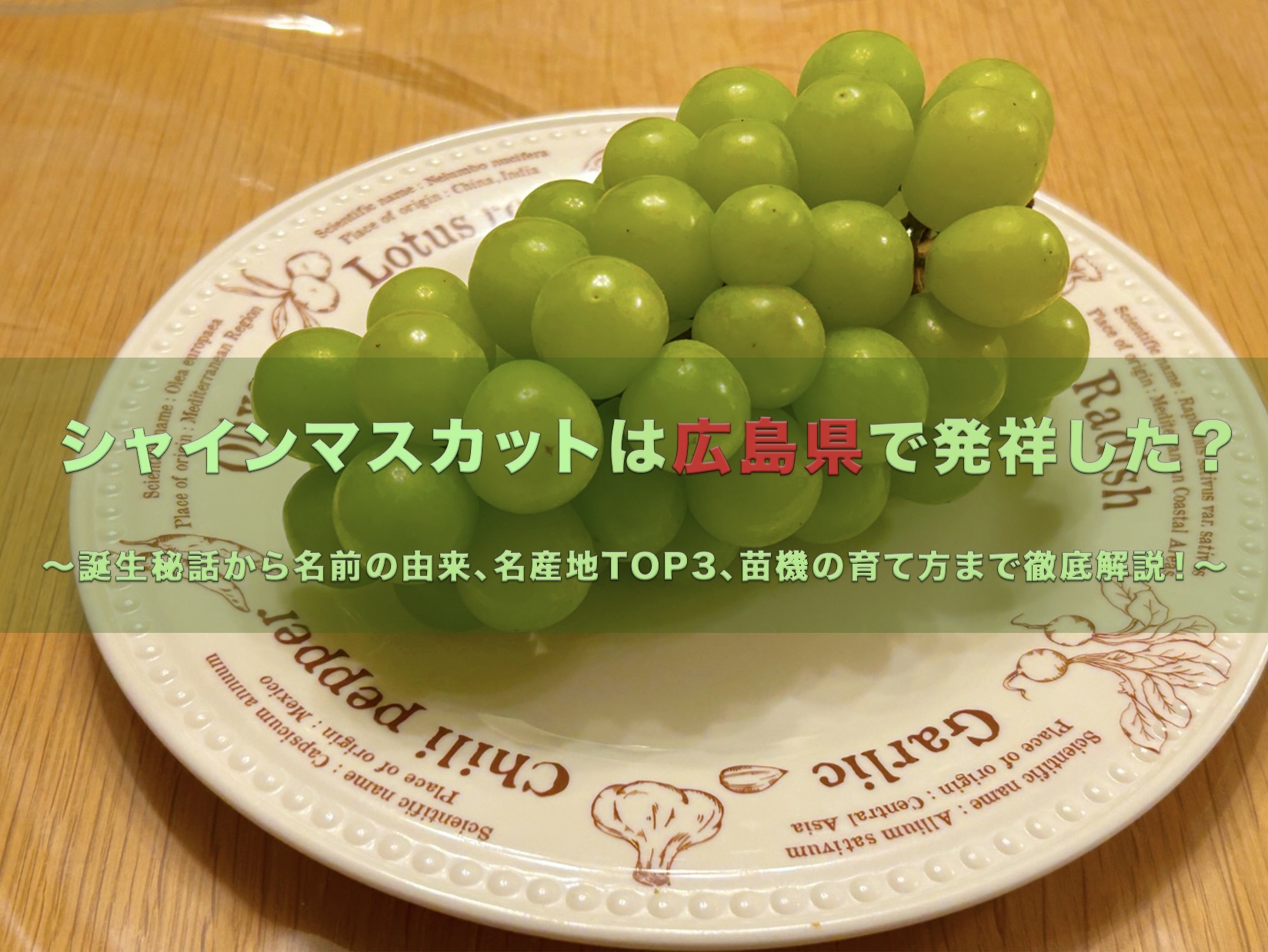 シャインマスカットのアイキャッチ画像。「シャインマスカットは広島県で発祥した？」という文字と、プレートに載った大粒のシャインマスカット、サブタイトルが描かれています。