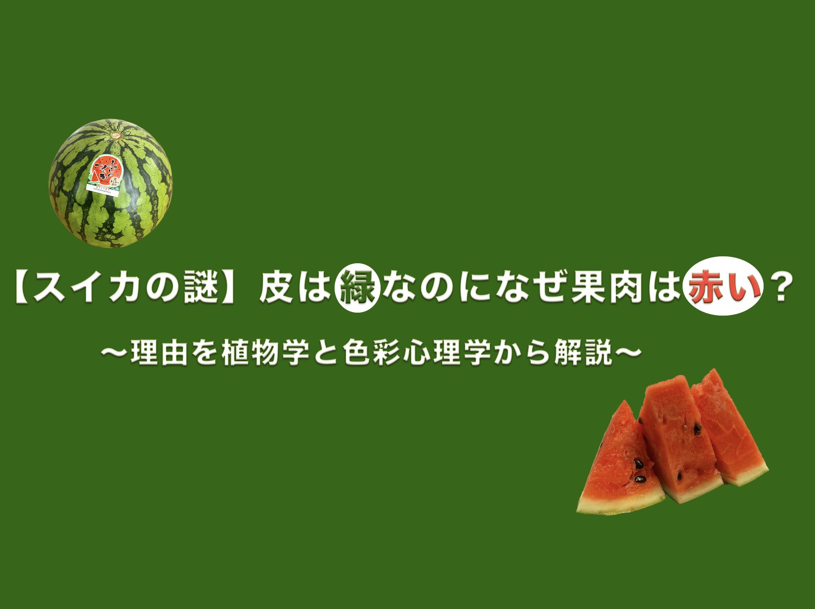 スイカの皮の緑色と果肉の赤色のコントラストが映える、ブログ「イロトリドリのトリビア」のアイキャッチ画像。「【スイカの謎】皮は緑なのになぜ果肉は赤い？〜理由を植物学と色彩心理学から解説〜」の文字入り。